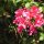Schmetterling an Bougainvillea